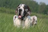 DOGUE ALLEMAND 571
